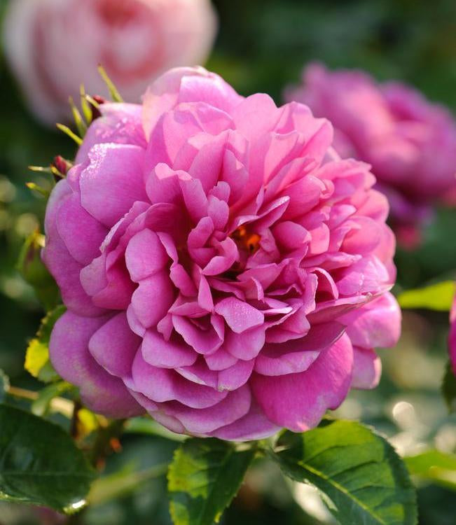 Patio Roses Uk Roses for Balcony Gardens and Compact Spaces | David Austin