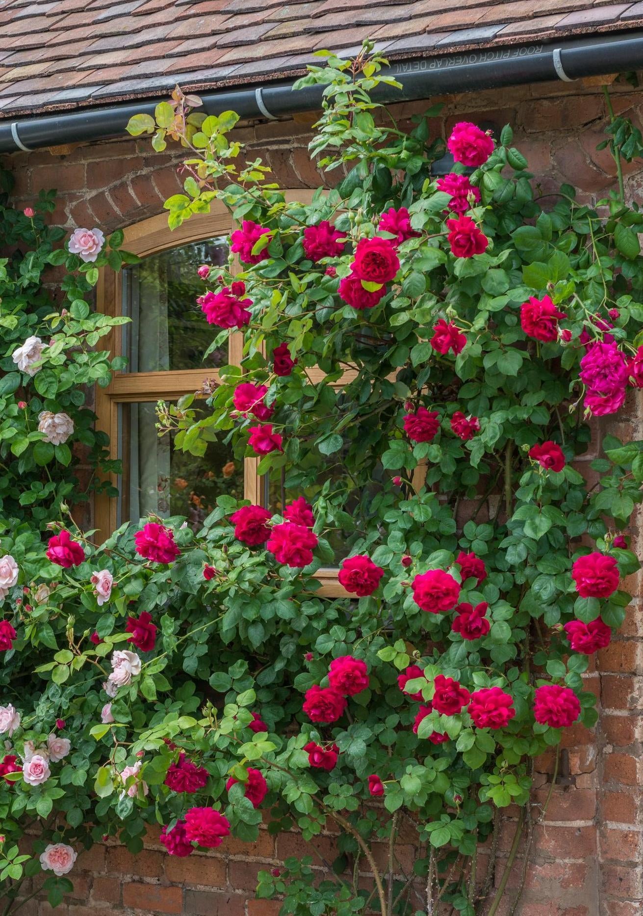 Tess_of_the_d_Urbervilles red rose bred by David Austin