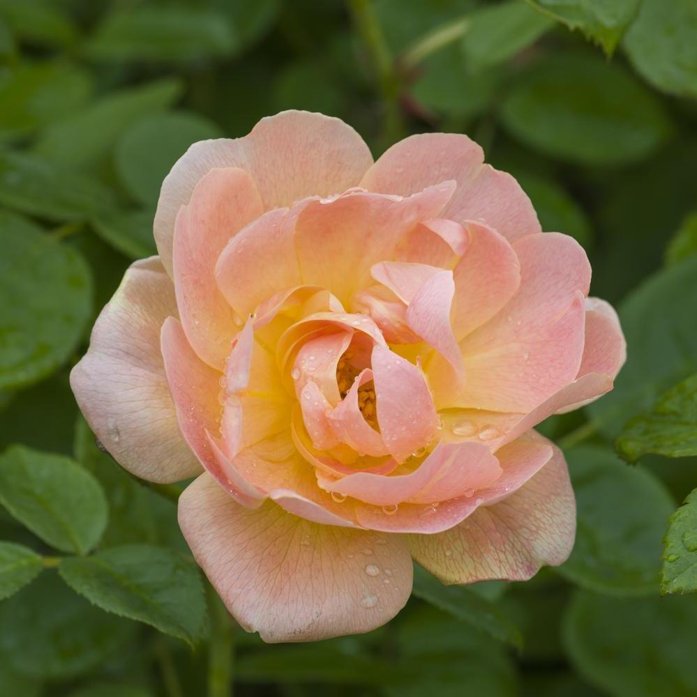 The Lark Ascending English shrub rose bred by David Austin