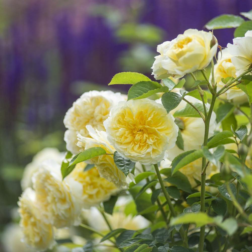 The Pilgrim yellow climbing rose bred by David Austin