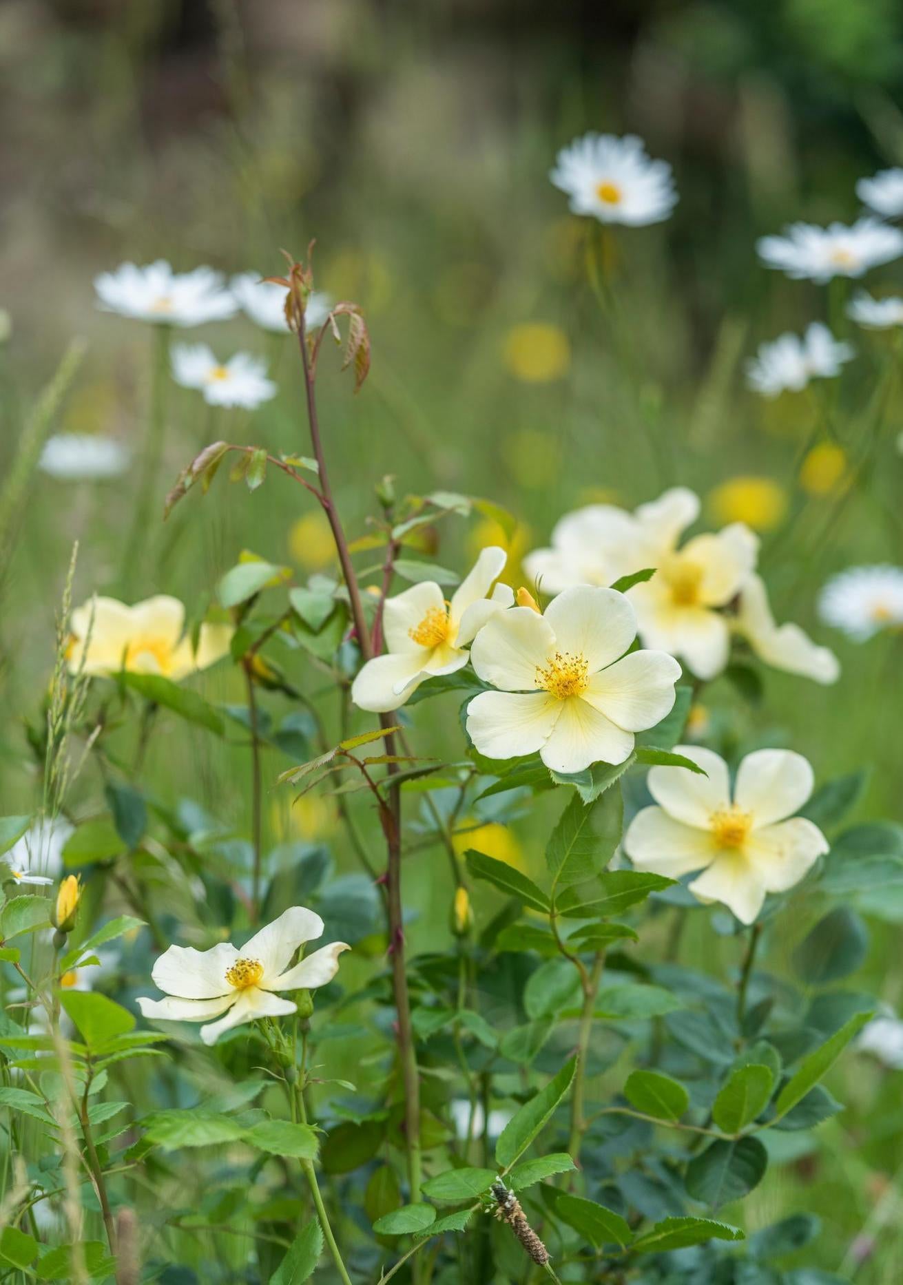 Tottering-by-Gently_yellow rose bred by David Austin