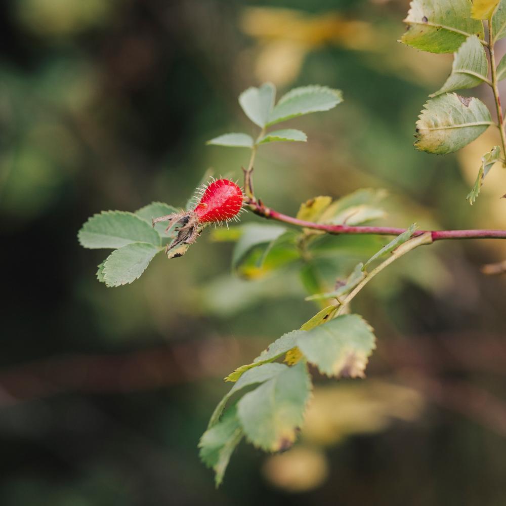Rosa_fedtschenkoana red rose hip