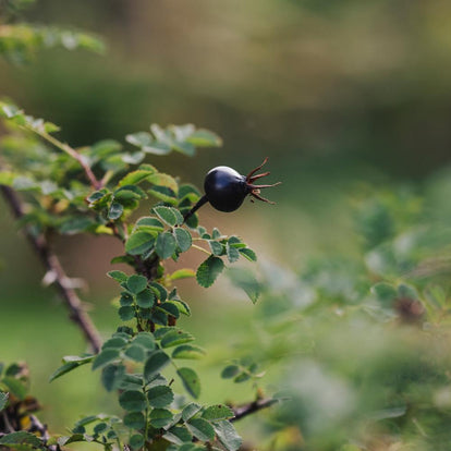 A Rose for Burns Night: Rosa spinosissima | David Austin