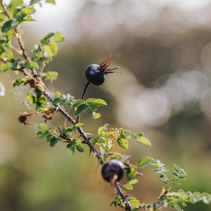 A Rose for Burns Night: Rosa spinosissima | David Austin