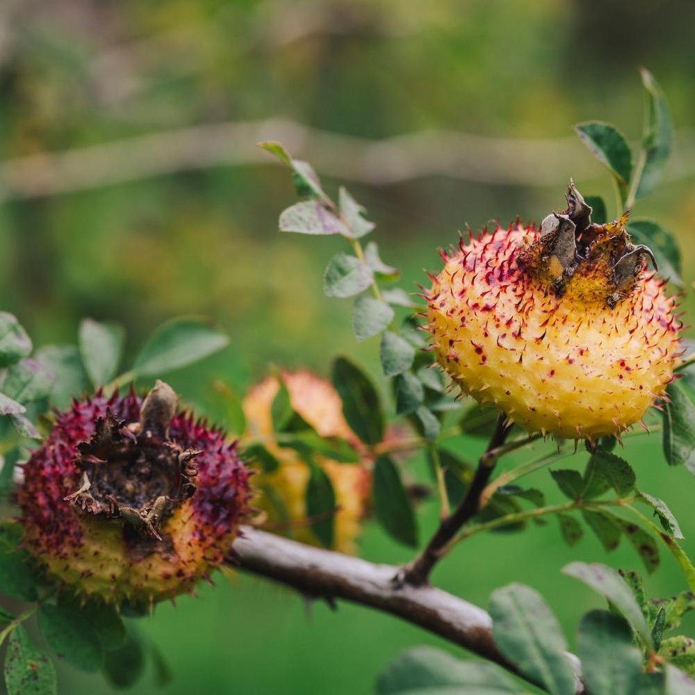 Rosa_roxburghii_orange hips