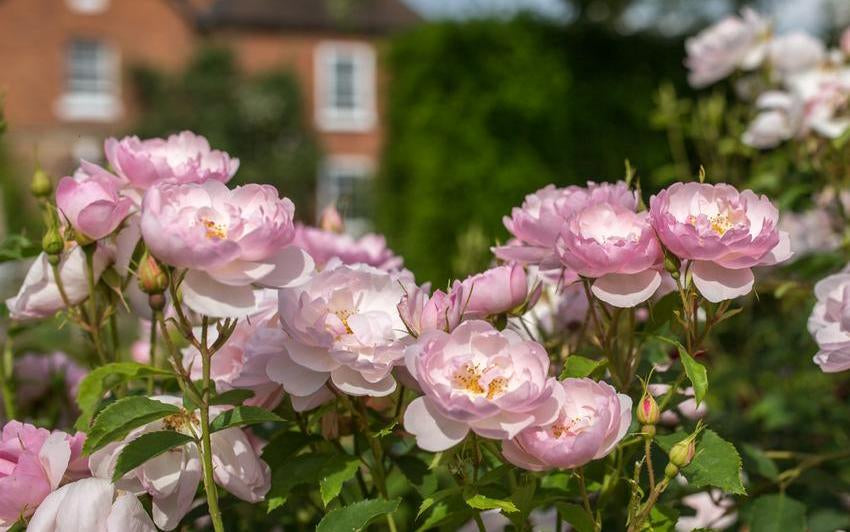 Music Meets the Garden: Roses Inspired by the Proms | David Austin