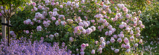 Long Single Roses Longest Flowering Roses for Continuous Summer Colour | David Austin