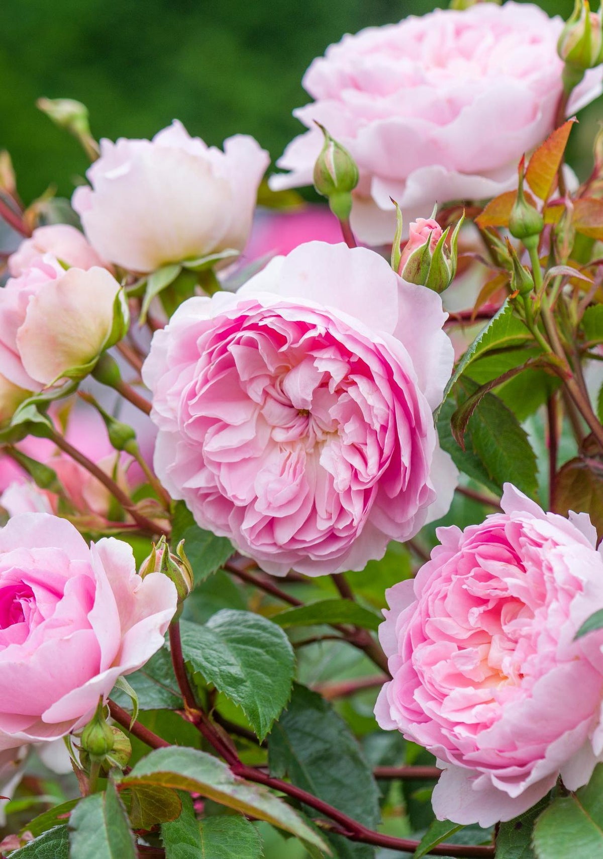 How to Design and Use Pink Roses in Your Garden | David Austin
