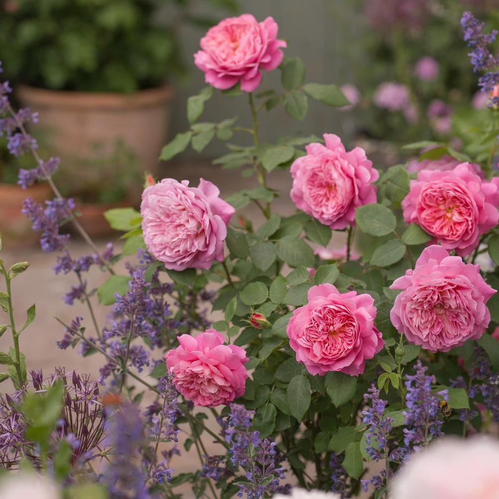 The Fairy | Shrub Rose | David Austin Roses