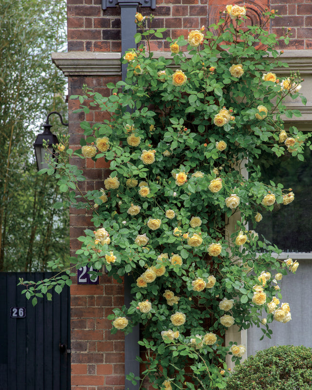 A Guide to Growing Climbing and Rambling Roses in Pots | David Austin