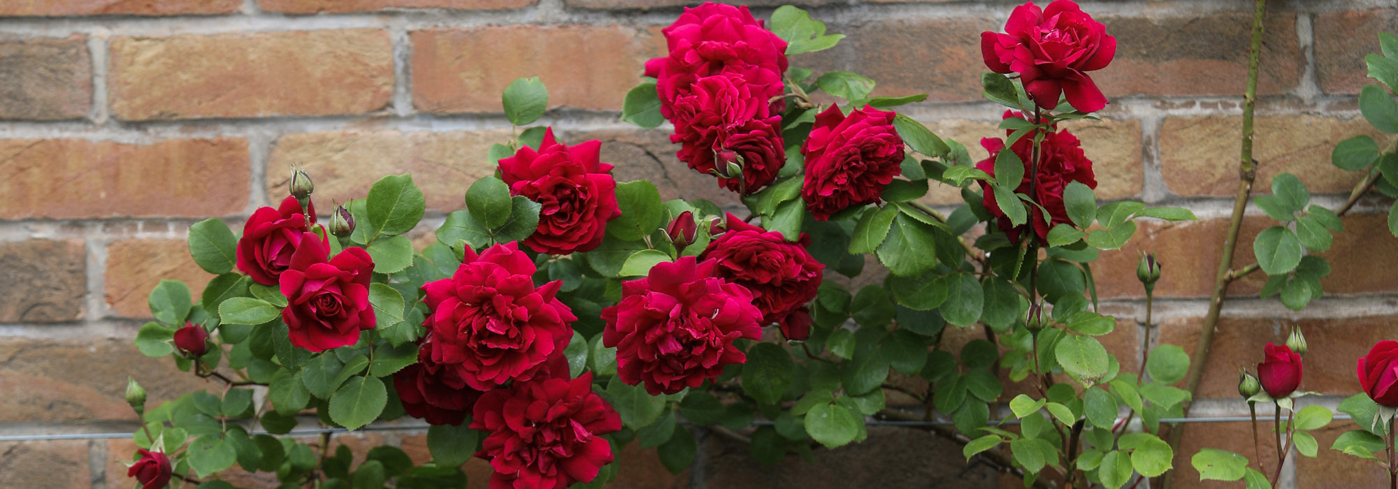 Using Red Roses to Bring Richness and Depth to the Garden | David