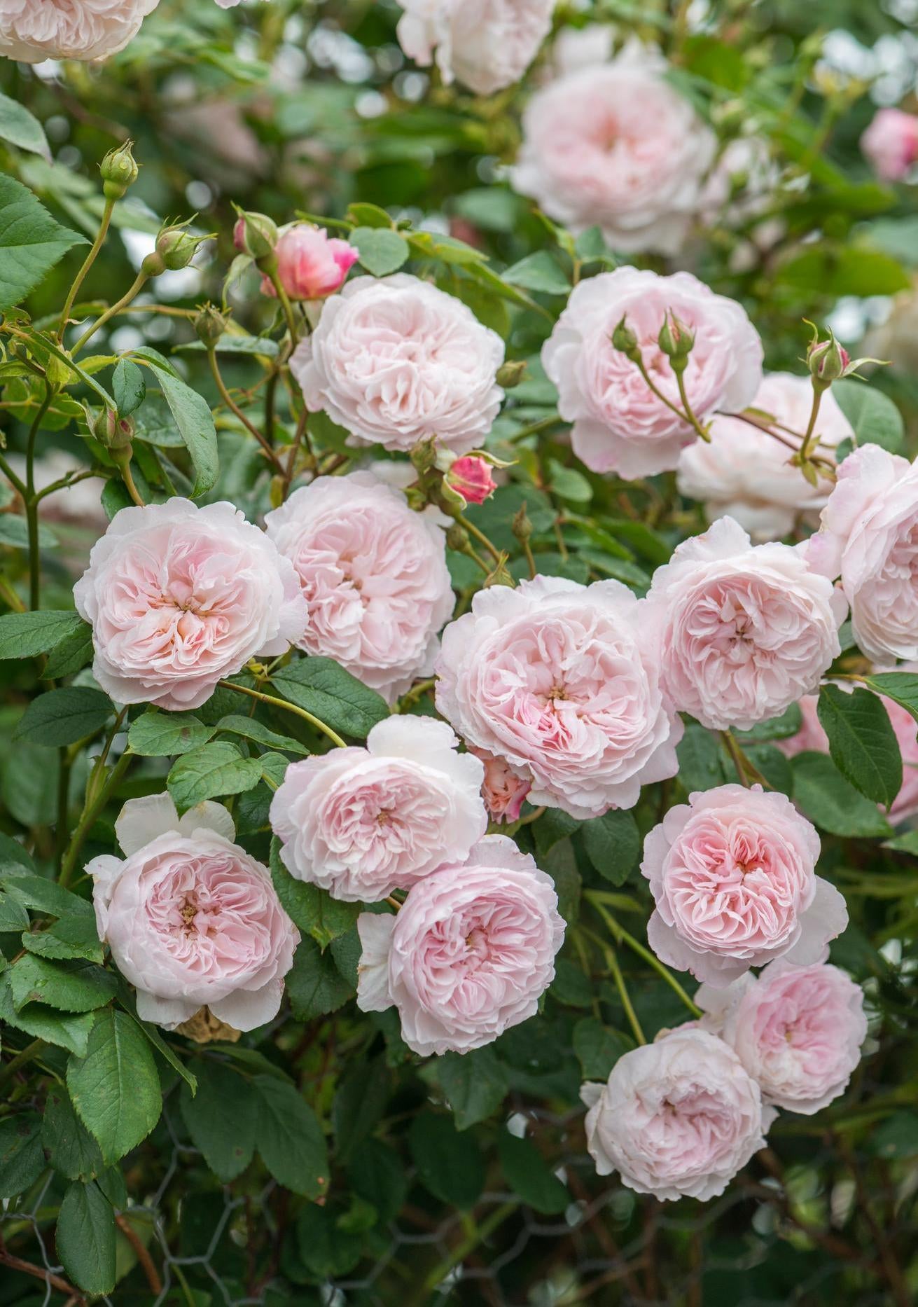 The_Albrighton_Rambler_pink rambling rose bred by David Austin