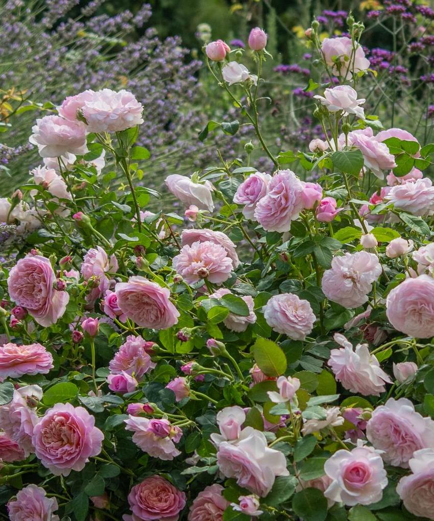 Englsih Roses David Austin Roses - Bare root roses, Container roses, English Roses
