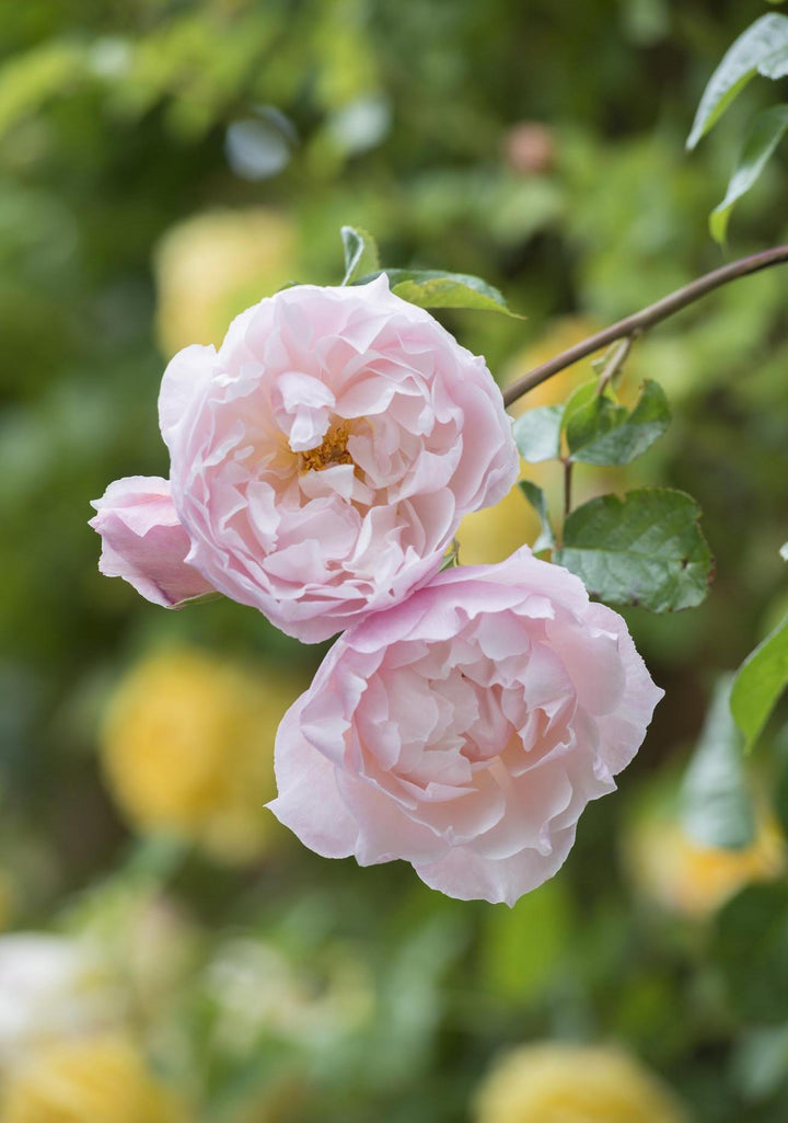 Roses in the Shadow: English Roses for Shaded Spots | David Austin