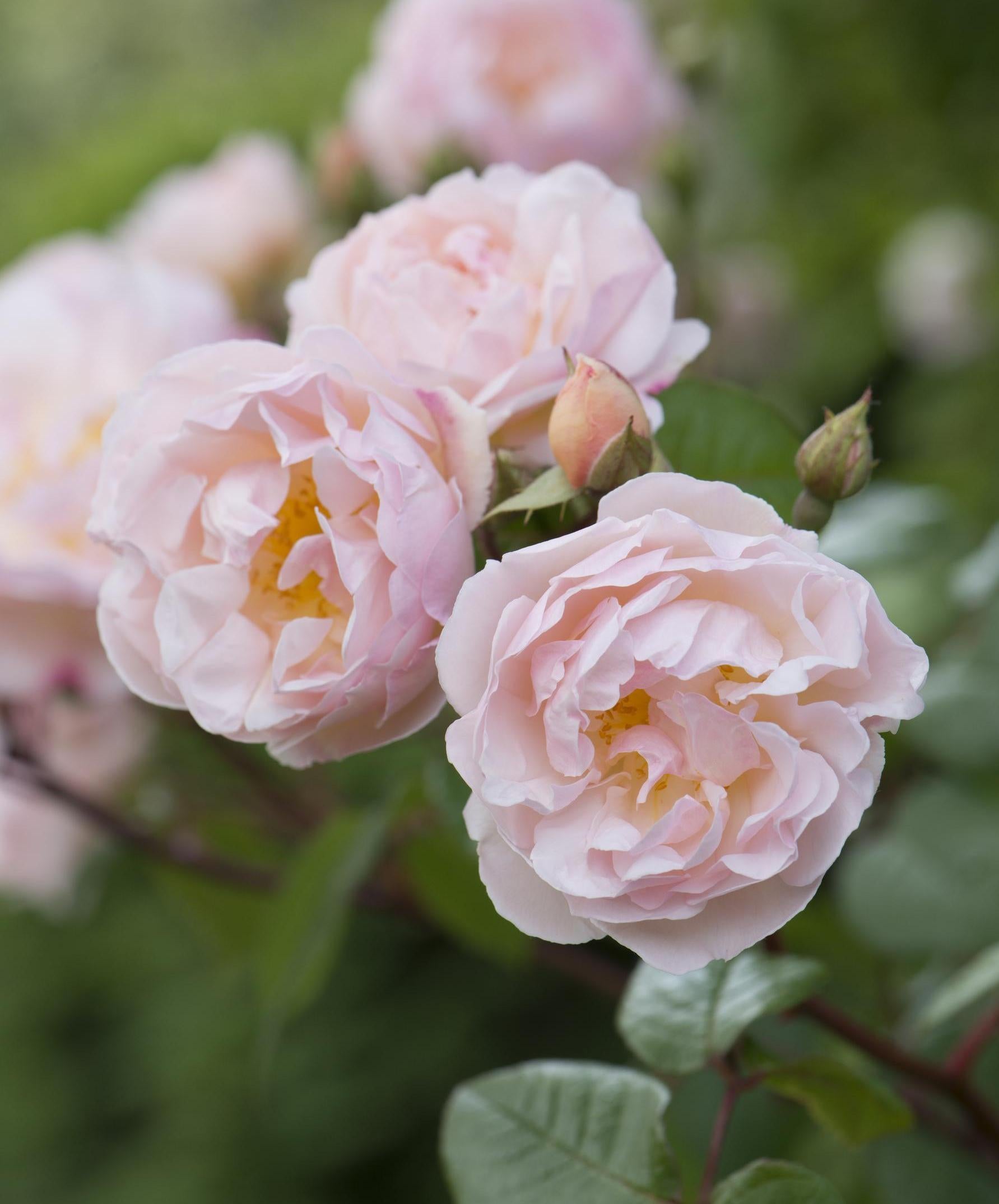 Lady of the Lake rose bred by David Austin