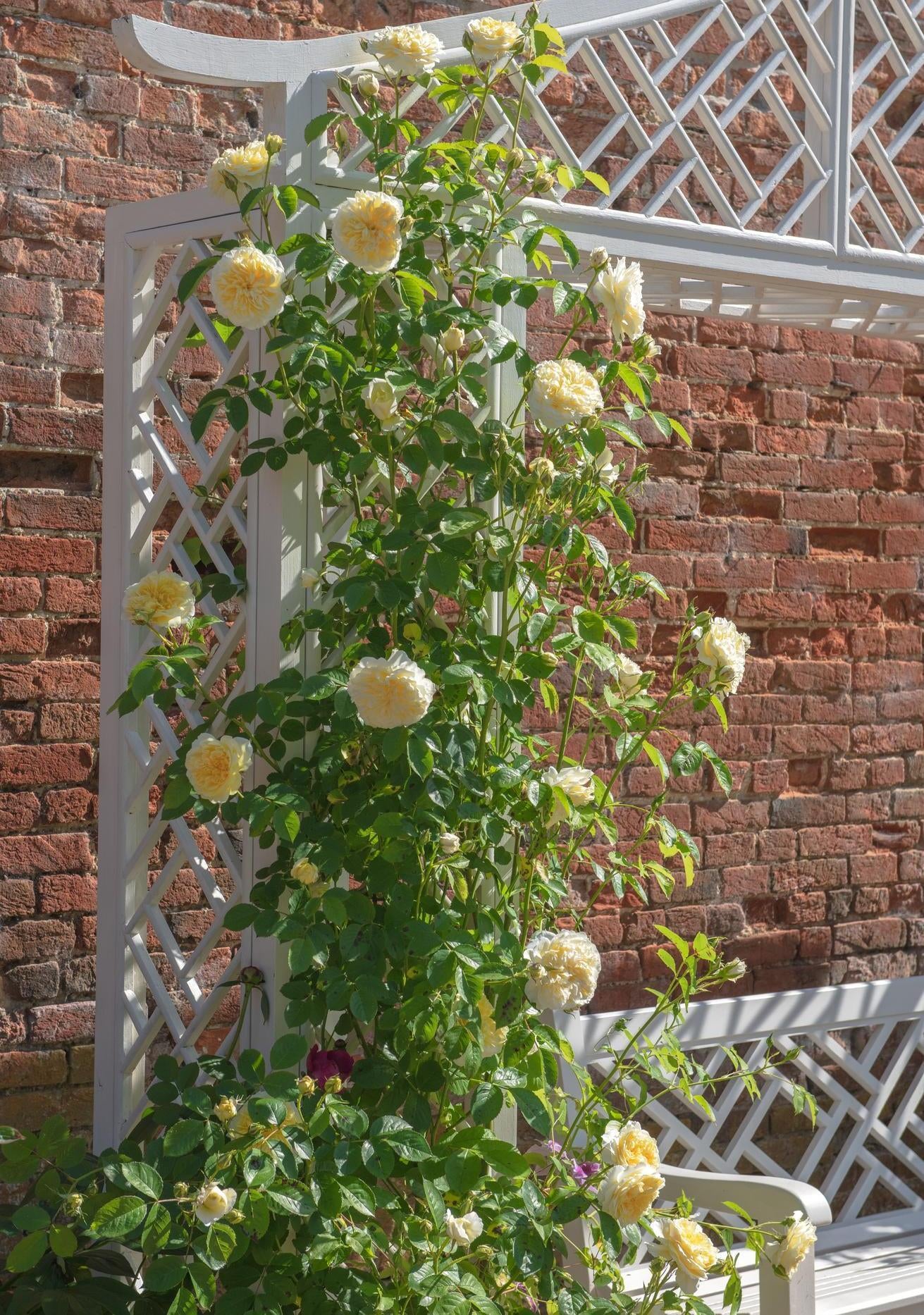 The Pilgrim yellow climbing rose bred by David Austin