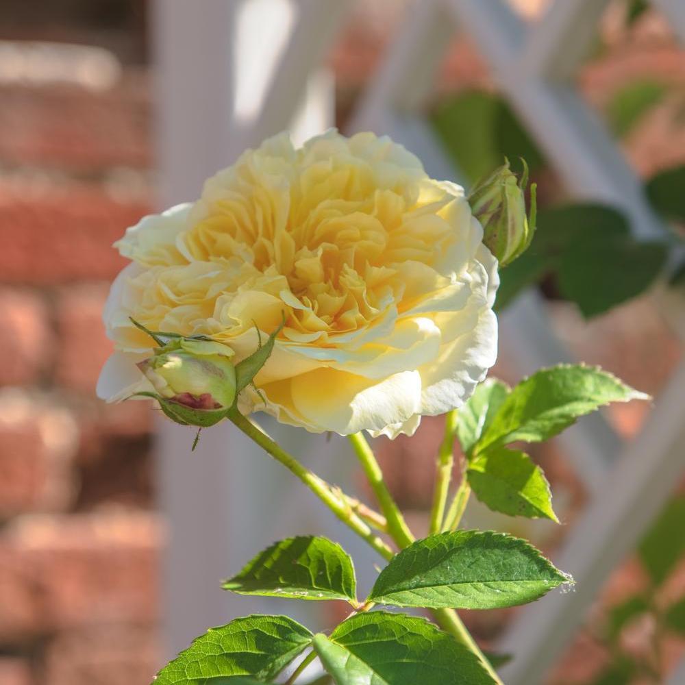 The Pilgrim yellow climbing rose bred by David Austin