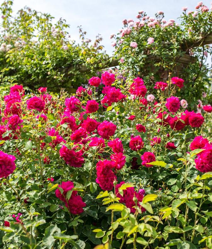 Thomas à Becket® (Auswinston): The rose with a connection to Canterbur