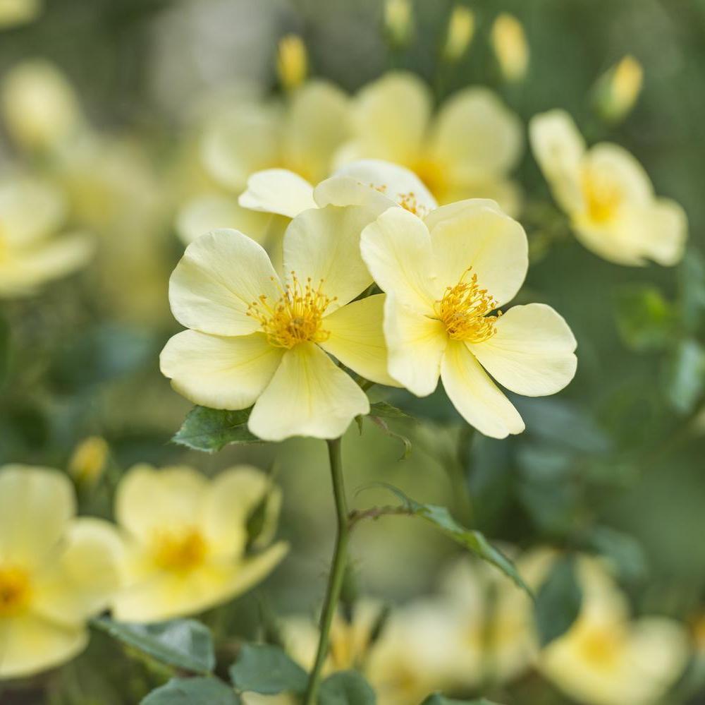 Tottering_by_Gently yellow shrub rose bred by David Austin
