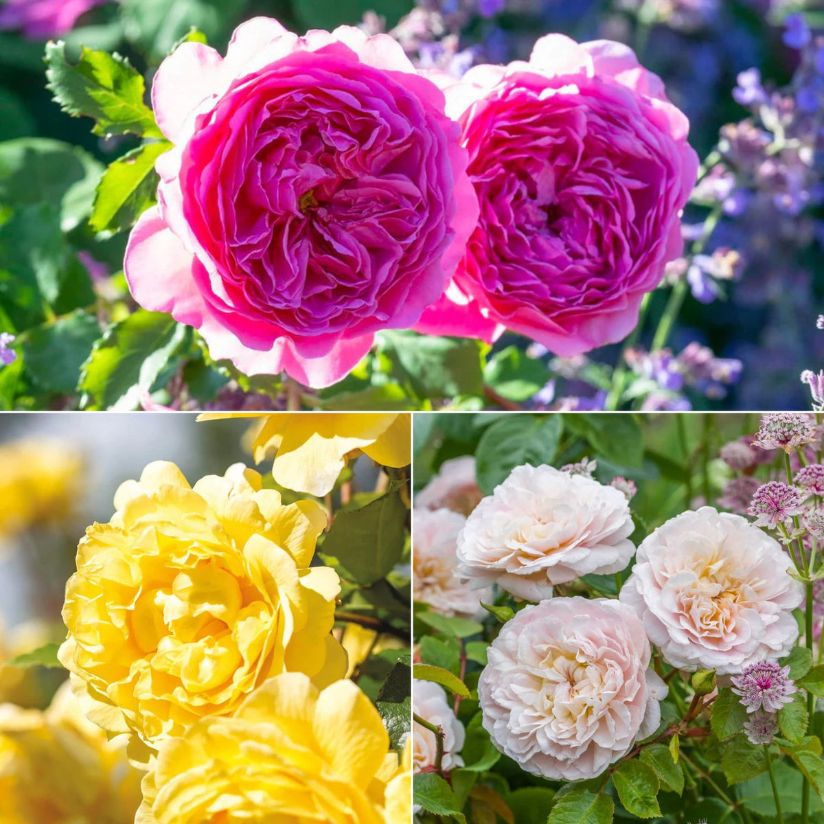 3 Roses Bundle Rose Bundles