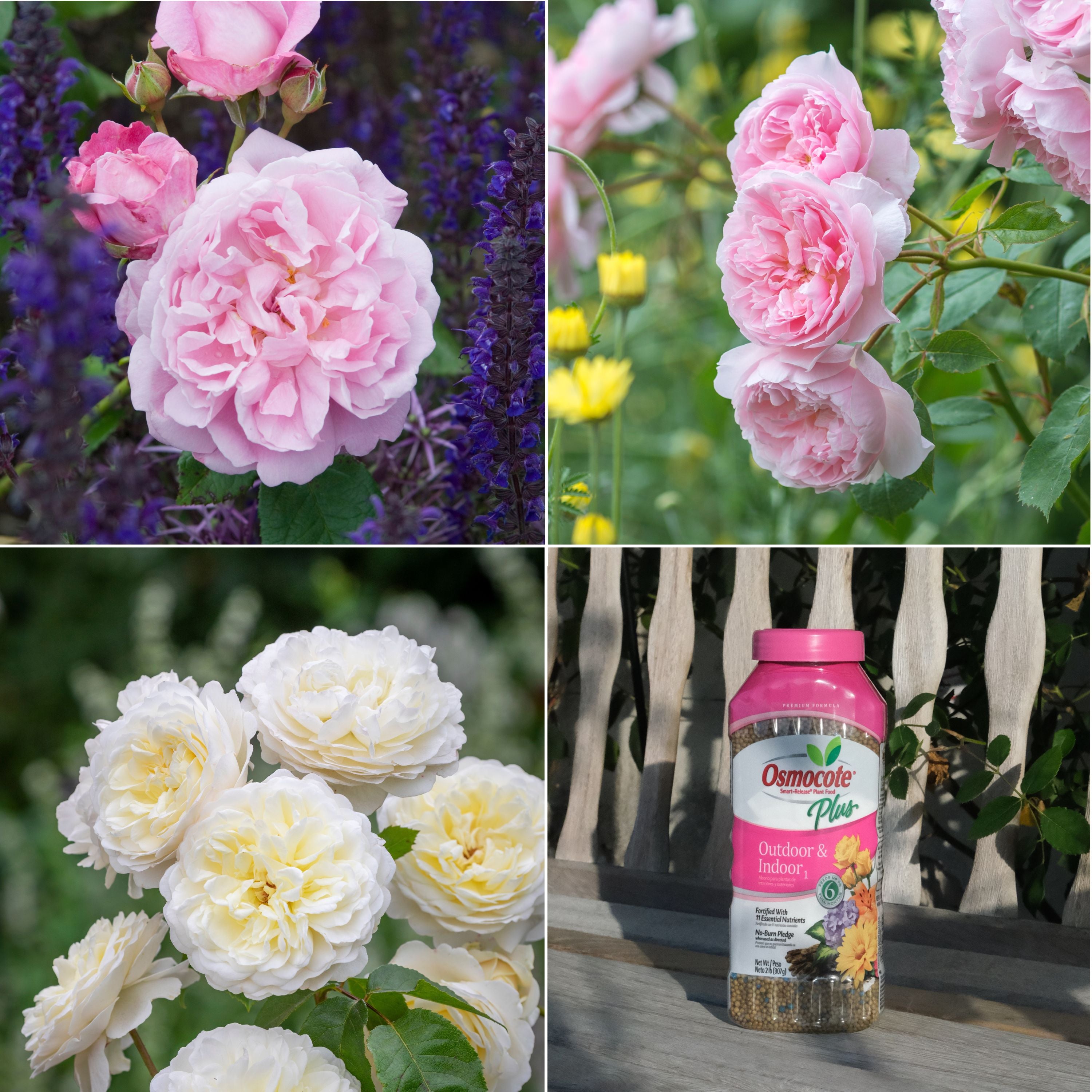Charming Pink and White Border Bundle