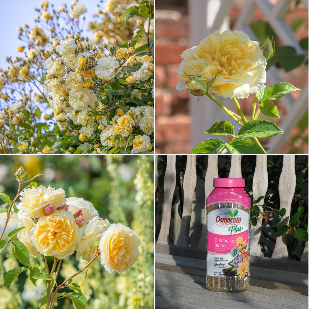 Rose Bundles