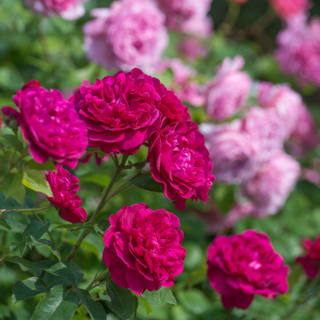 David Austin Roses Gift Cards - David Austin Roses