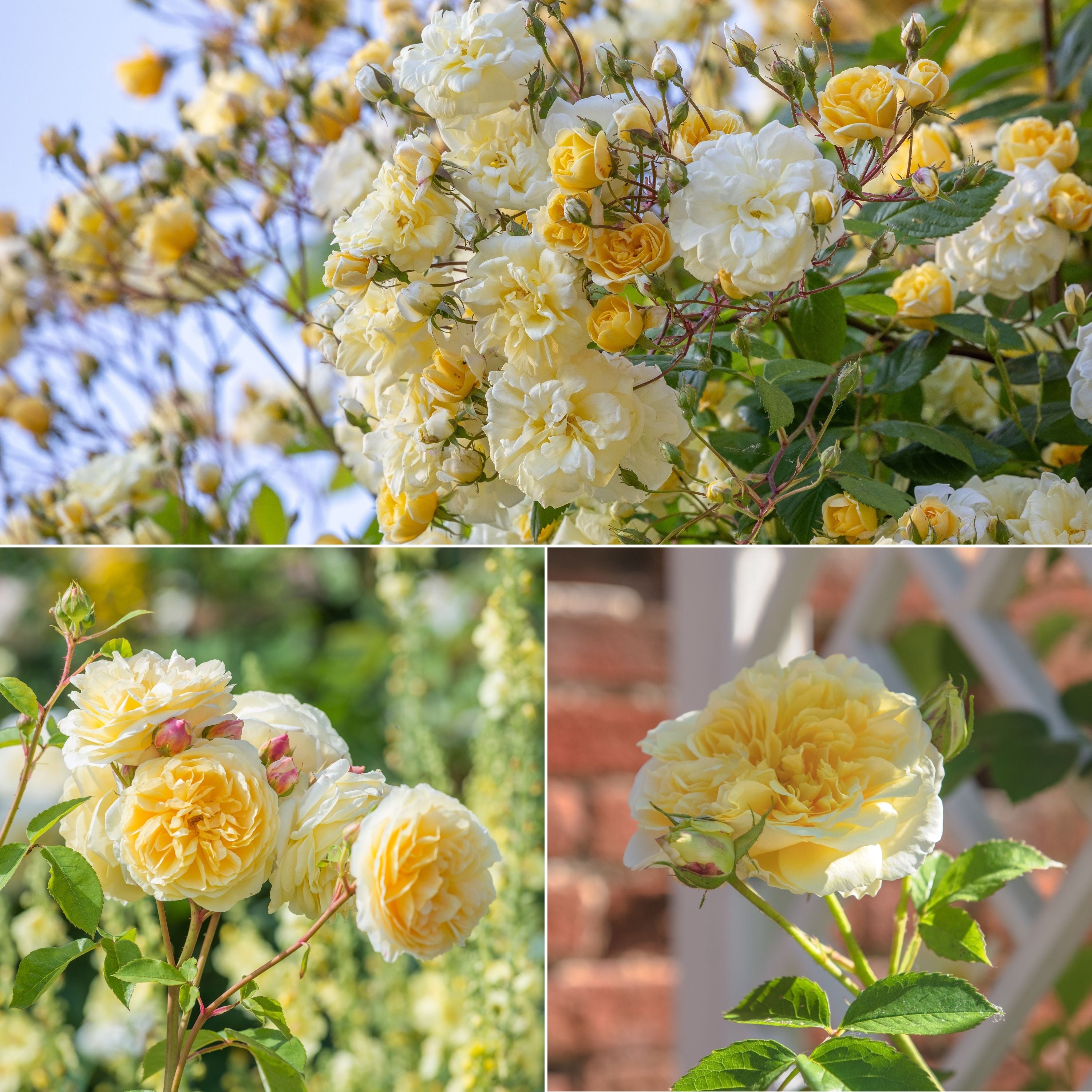 Summer Porch Bundle | David Austin Roses