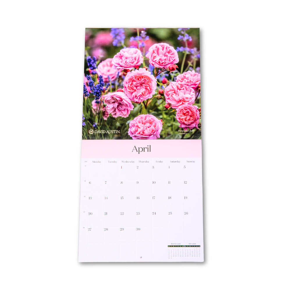 David Austin 2026 Wall Calendar