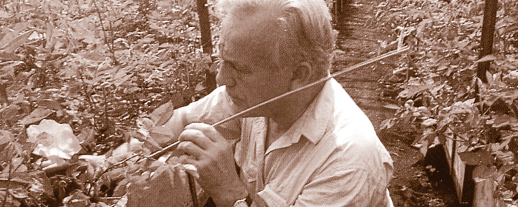 David C.H Austin’s love of Scottish roses and the rose that sparked hi