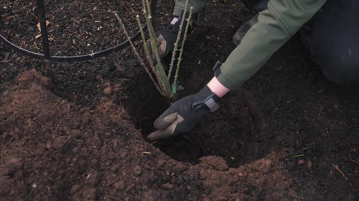 Climbing Roses Roots How To Plant A Bare Root Climbing Rose