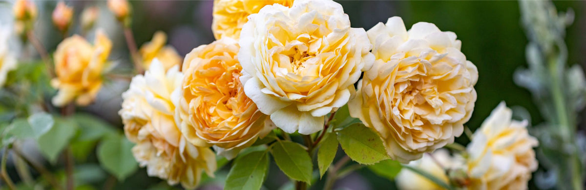 David Austin Roses - Bare root roses, Container roses, English Roses