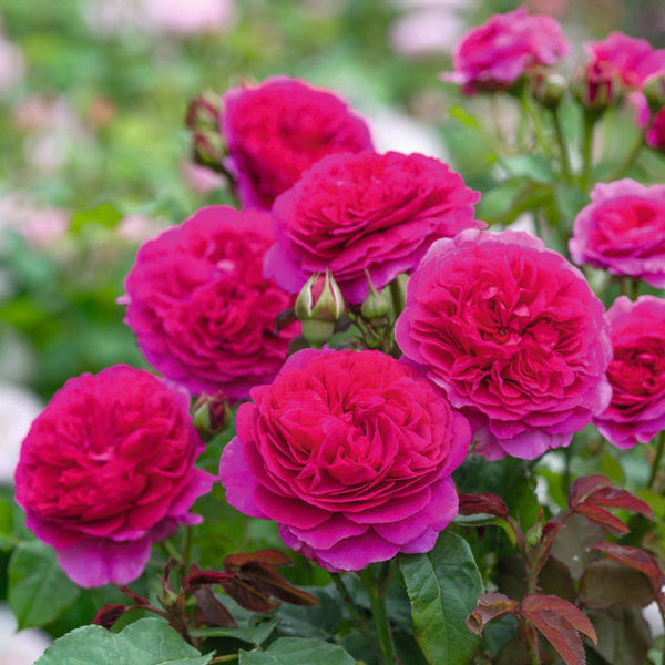Roses Suitable for Zones 4 to 5 - David Austin Roses