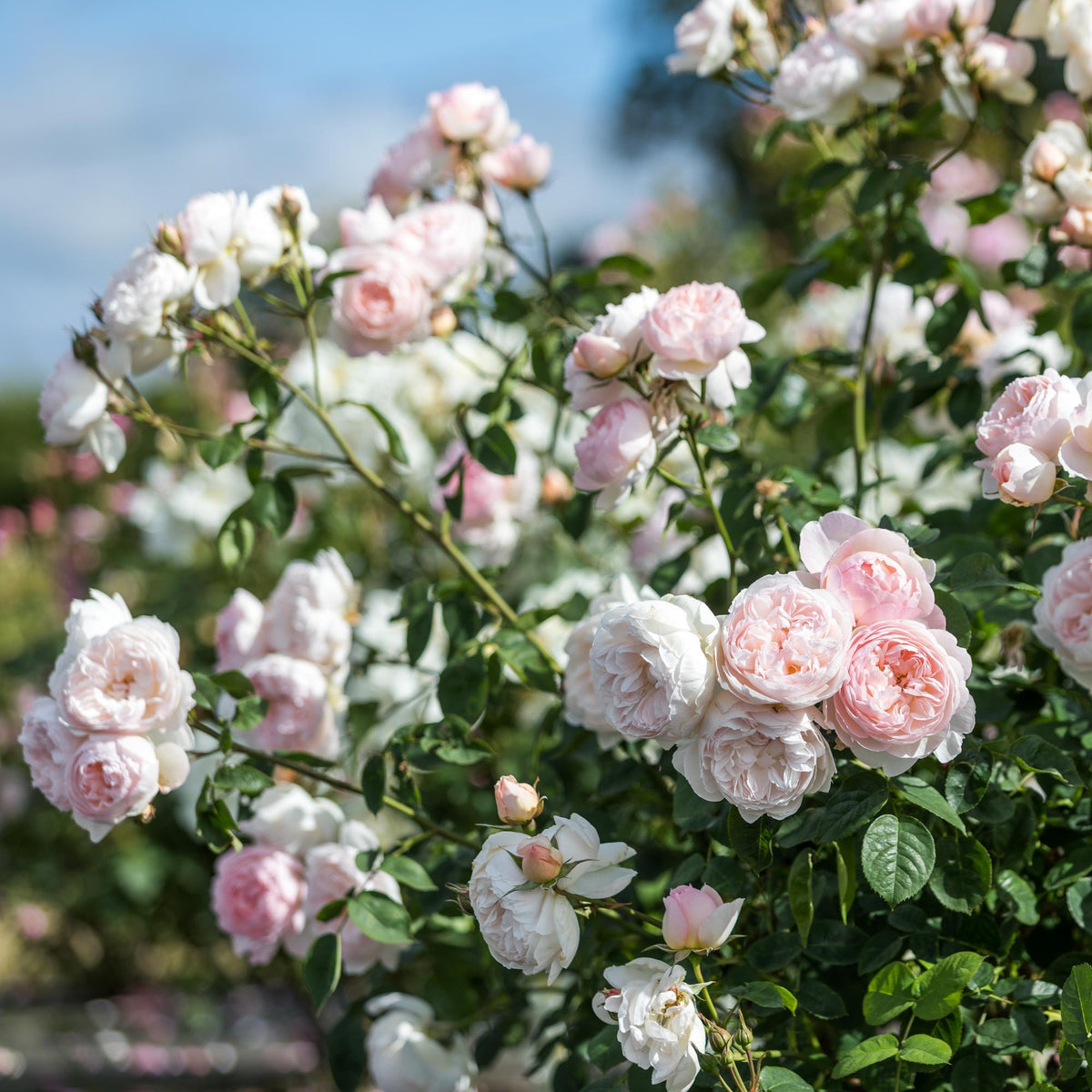Gentle Hermione (Ausrumba) | English Shrub Rose | David Austin Roses