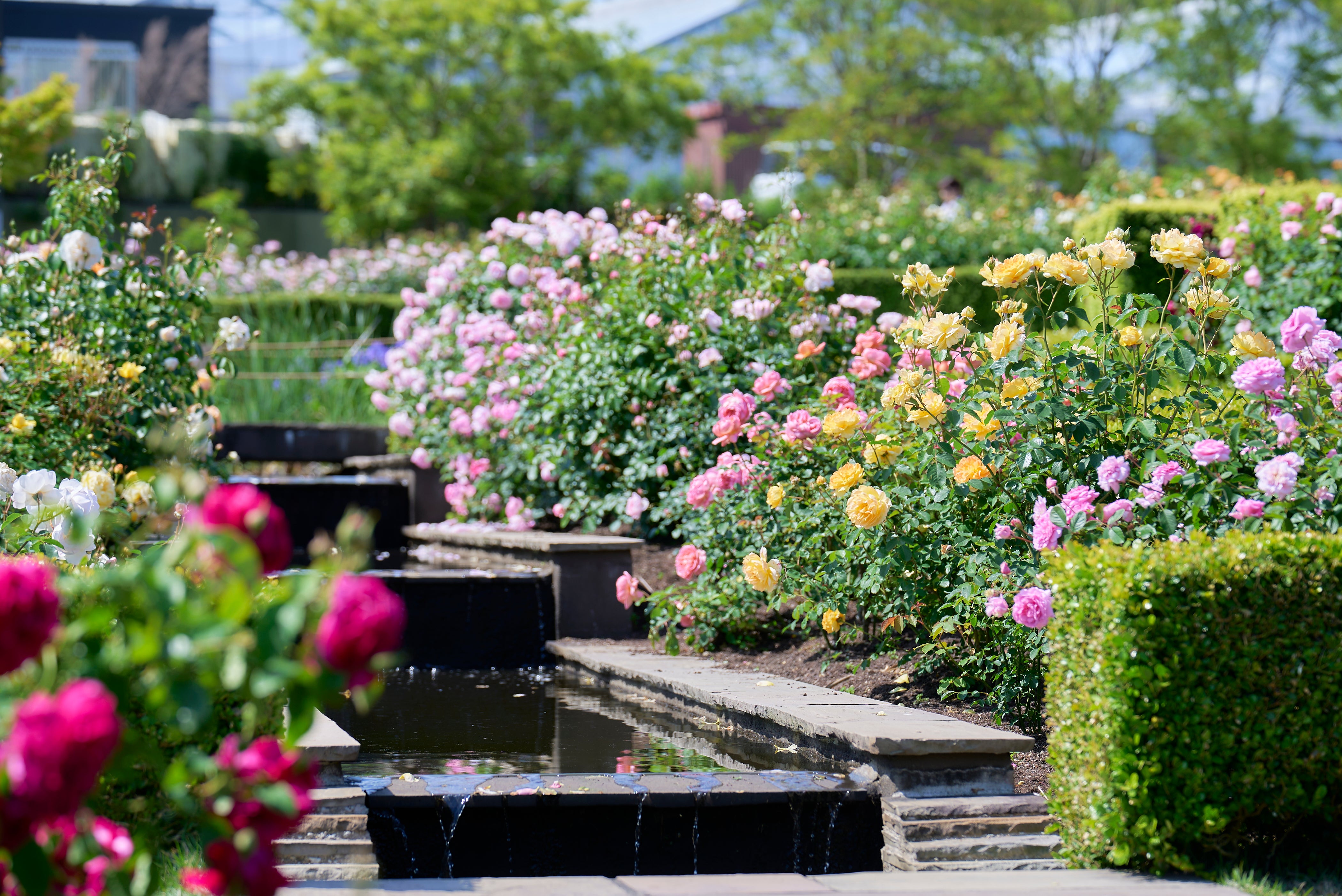 Gertrude Jekyll® (Ausboard) Around the World | David Austin