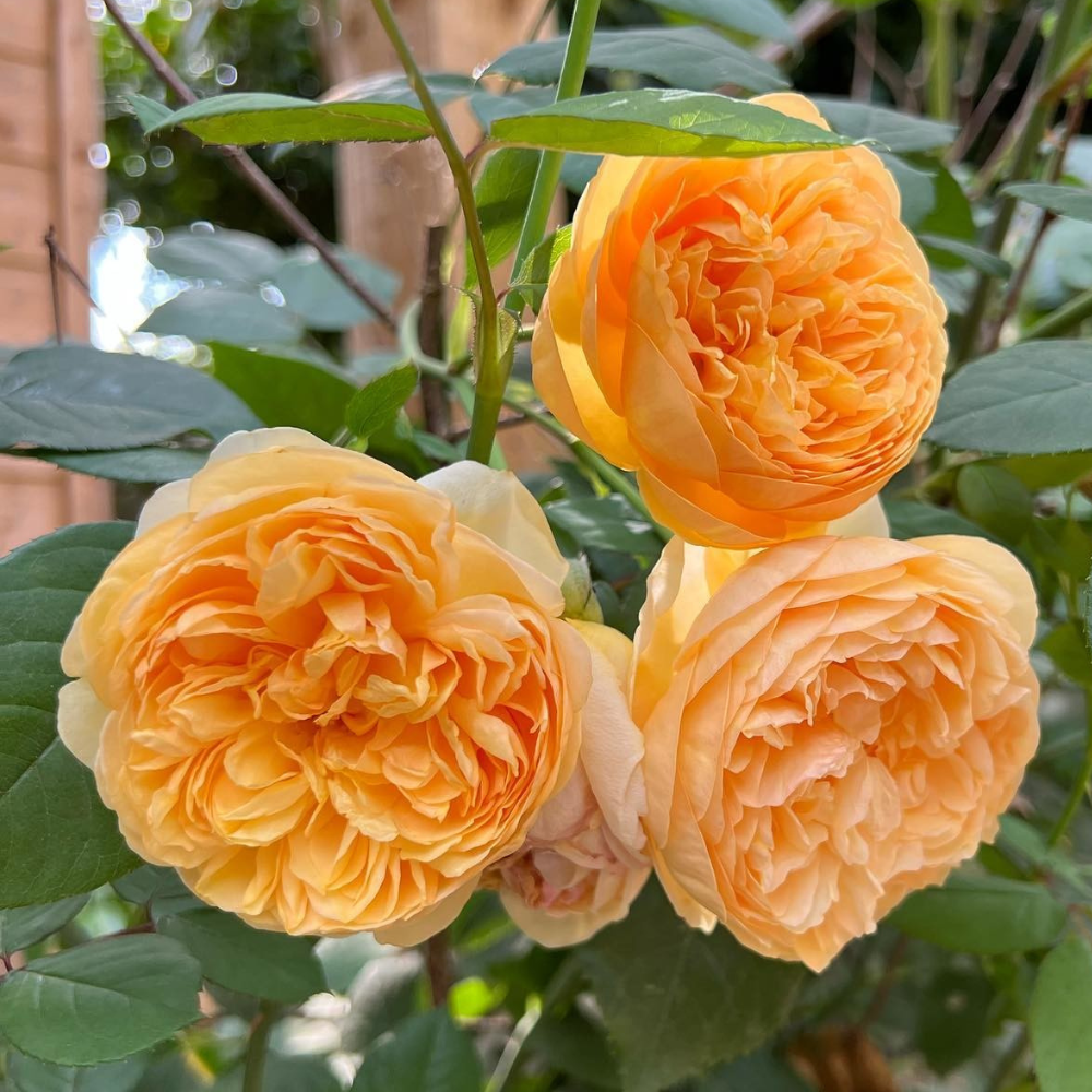 Bring Me Sunshine (Ausernie) | English Shrub Rose | David Austin Roses