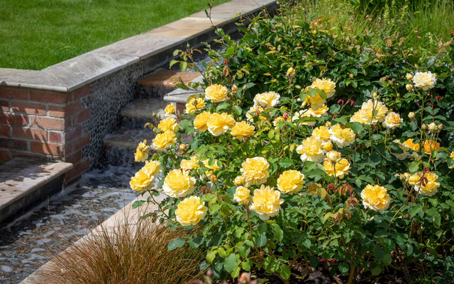 Rose Care by Climate