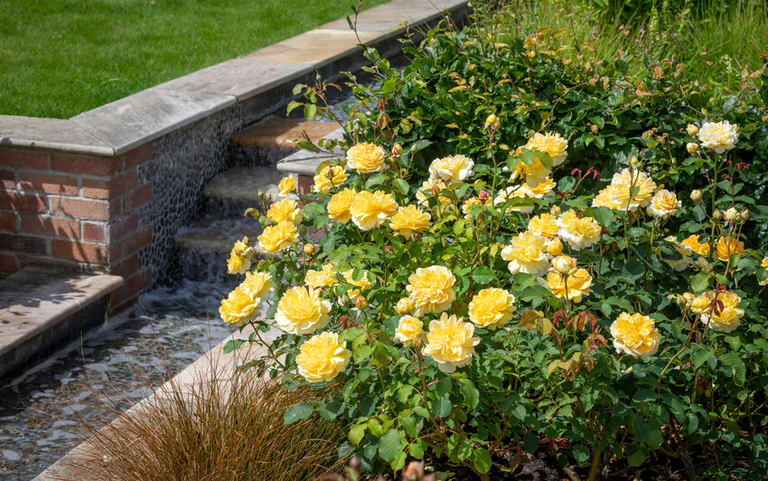 Rose Care by Climate