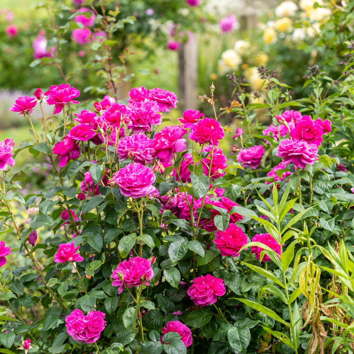 James L. Austin (Auspike) | English Shrub Rose | David Austin Roses