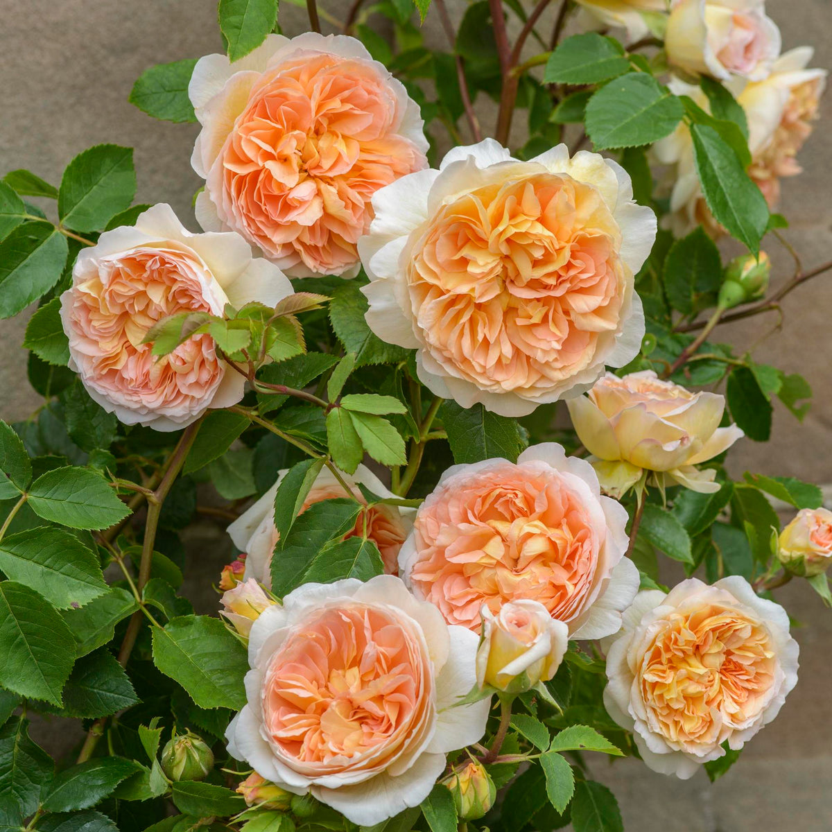 Austin Fragrant Roses Most Fragrant Climbing Roses - David Austin Roses