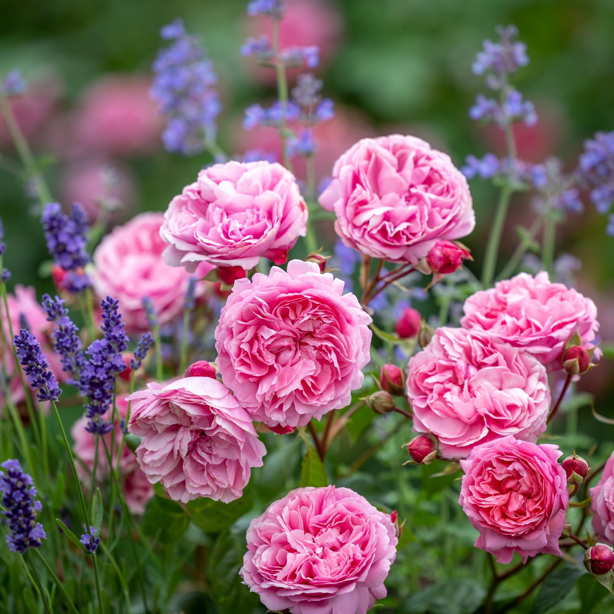 Penelope Lively (Ausb18a15) | English Shrub Rose | David Austin Roses
