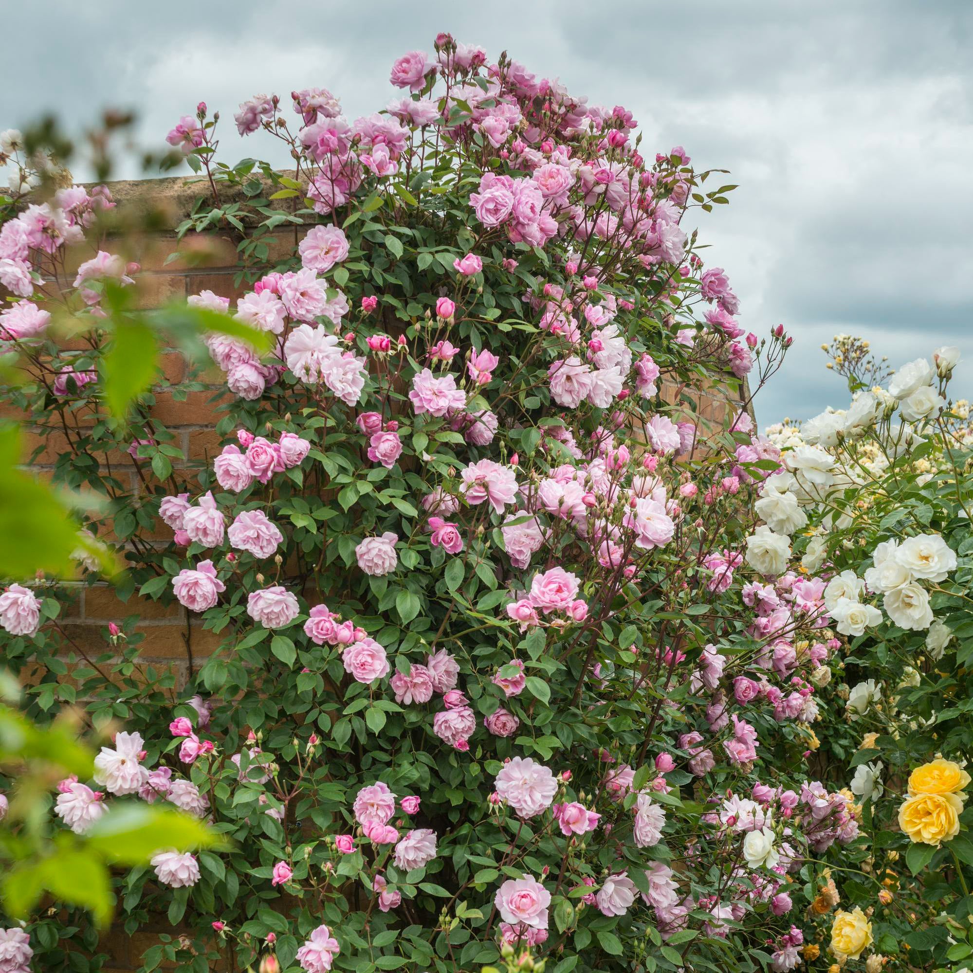 Mary Delany (Ausorts) | English Climbing Rose | David Austin Roses Mary Delany (Ausorts) | English Climbing Rose | David Austin Roses