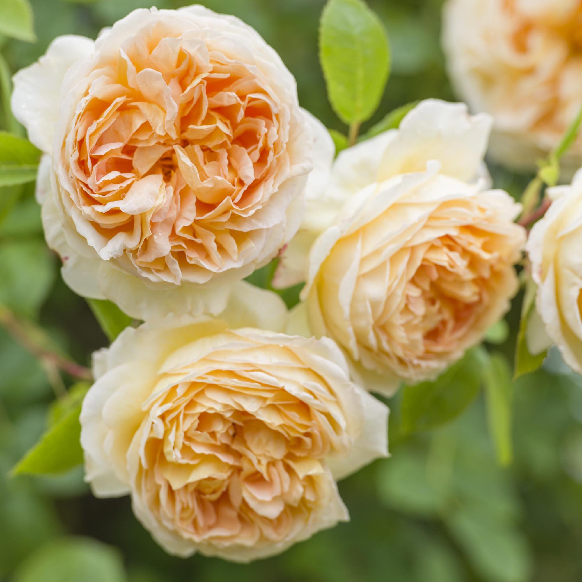 David Austin Roses Bathsheba Climbing Rose - Thumbnail 3