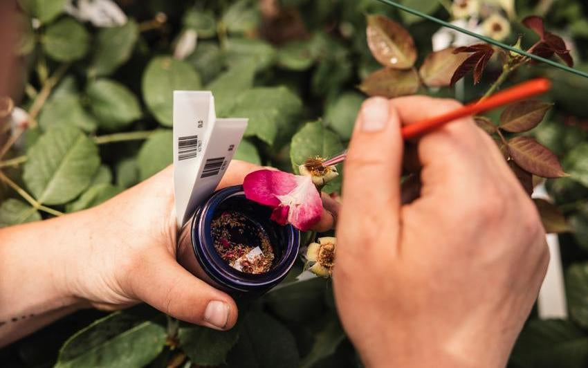 pollinating_greenhouse at David Austin