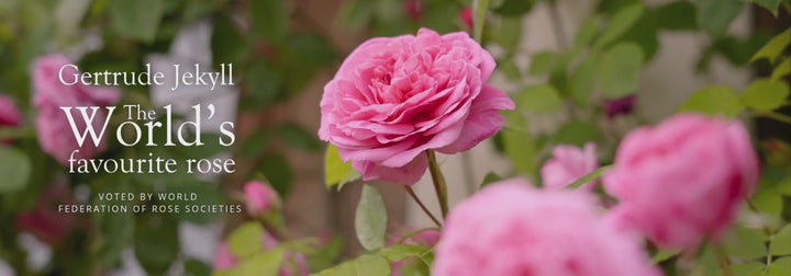 Hero image of a bloom shot of Gertrude Jekyll rose bred by David Austin with 'The World's favourite rose' copy 
