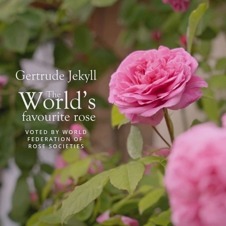 Hero image of a bloom shot of Gertrude Jekyll rose bred by David Austin with 'The World's favourite rose' copy 