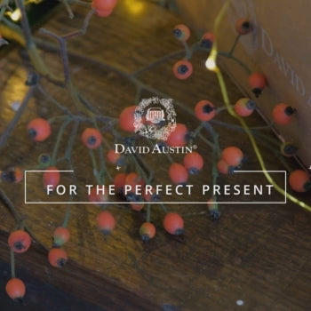 'tis the season for the perfect present - a video showing our calendar and gift cards surrounded by rose hips