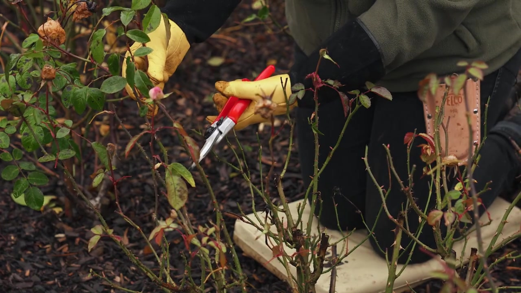 The Joy of Growing Roses: The Basics for Beginners