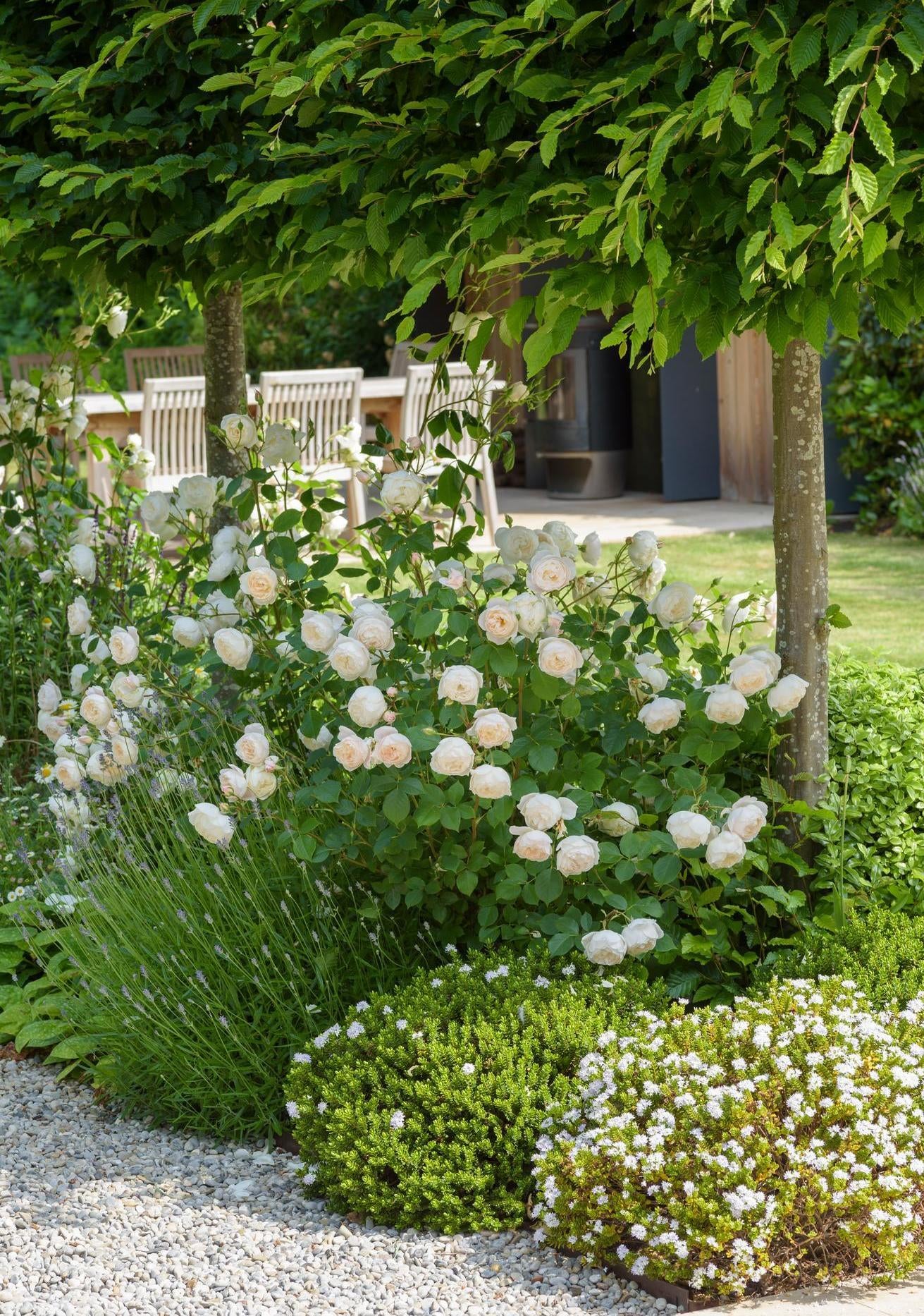 Desdemona, white English shrub rose