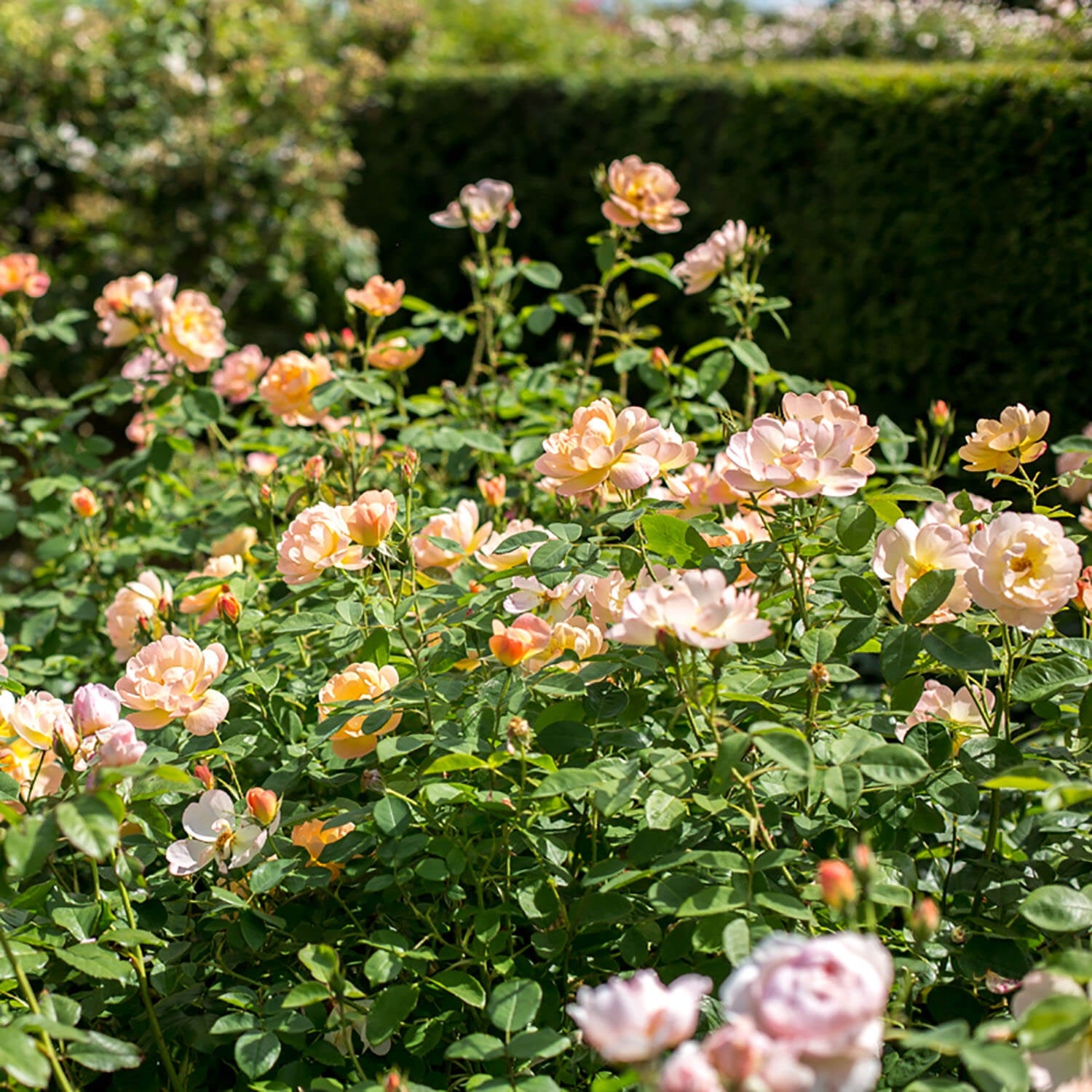 The Lark Ascending Hedging Bundle - Tall Hedge